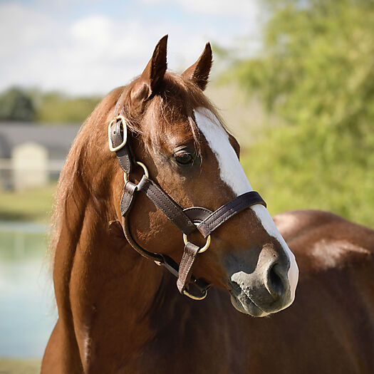 SPOTISH : Performance Horse Central