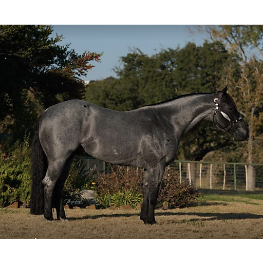 HASHTAGS Performance Horse Central